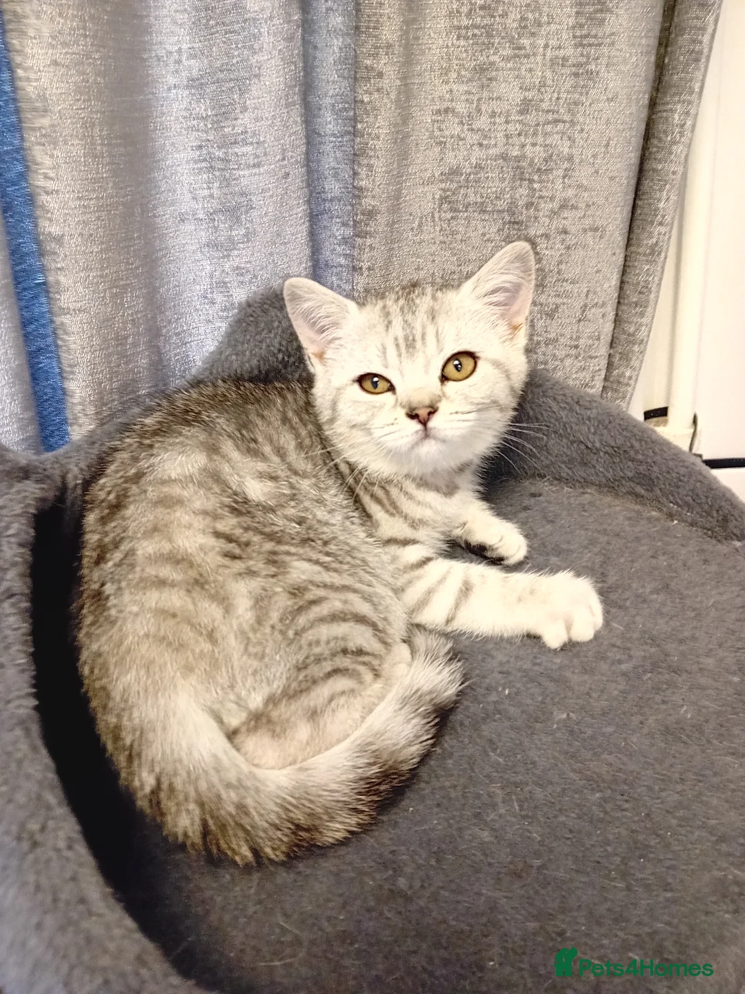 British Shorthair cats for sale: 2 British shorthair girls silver spotted/smoke - Advert 1