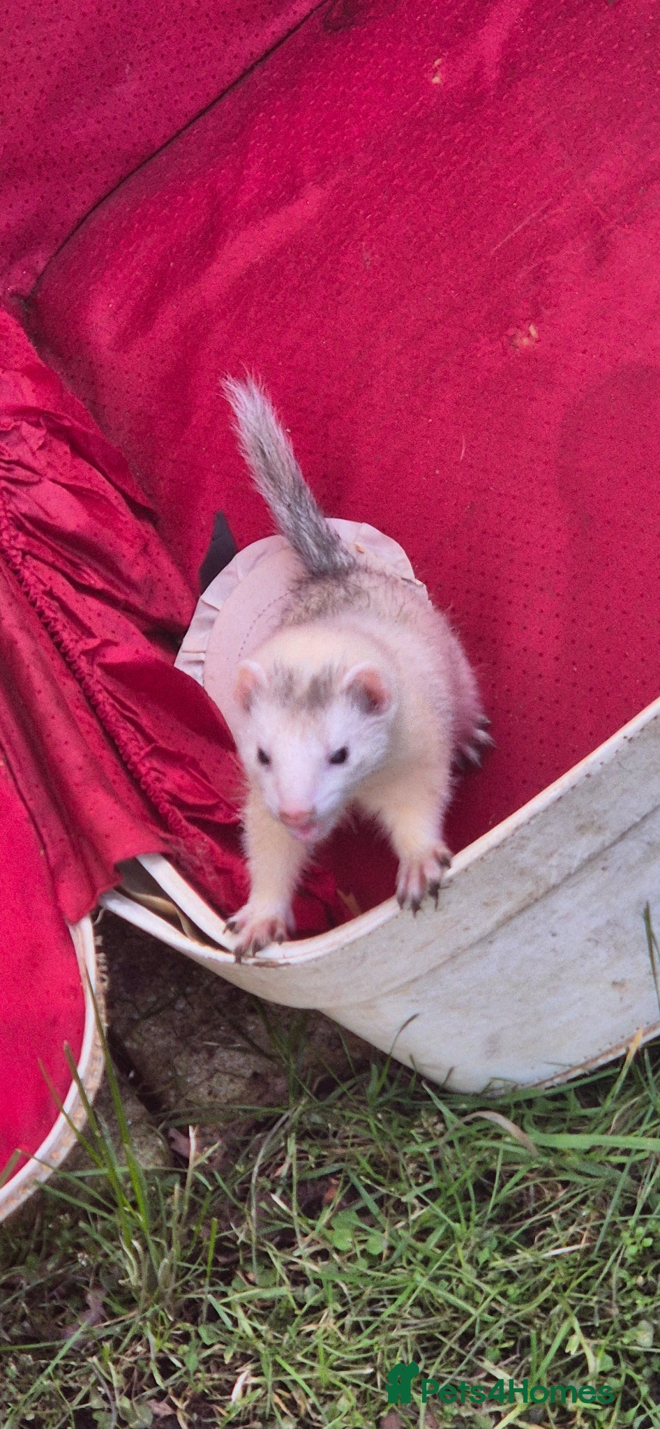 Ferret rodents 2 bonded ferrets - Advert 17