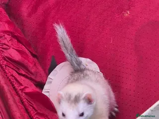 Ferret rodents 2 bonded ferrets - Advert 17