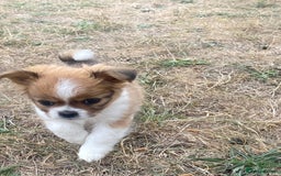 Mixed Breed dogs for sale: Looking for a loving home for our girl - Image 3
