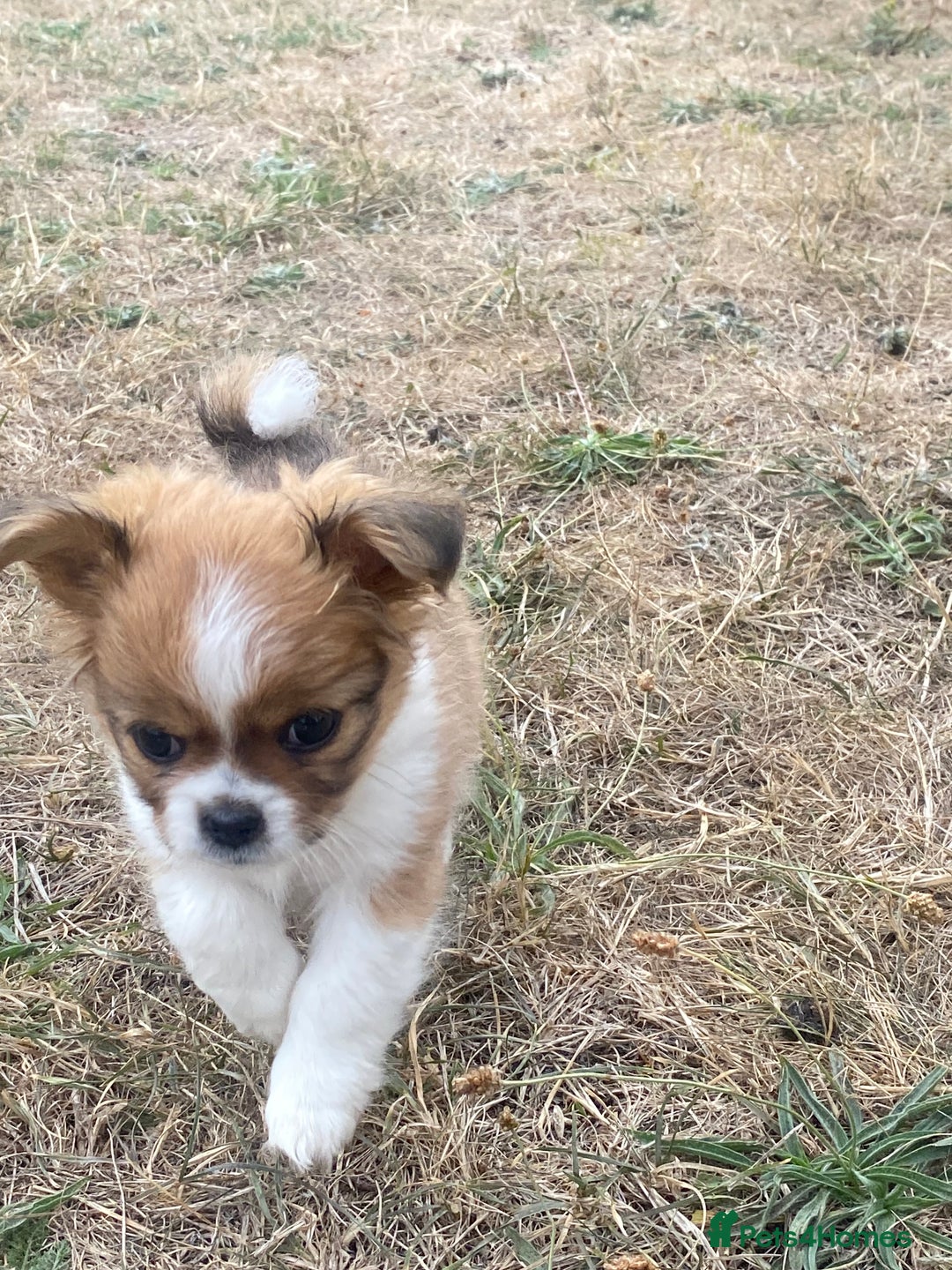 Mixed Breed dogs for sale: Looking for a loving home for our girl - Image 3