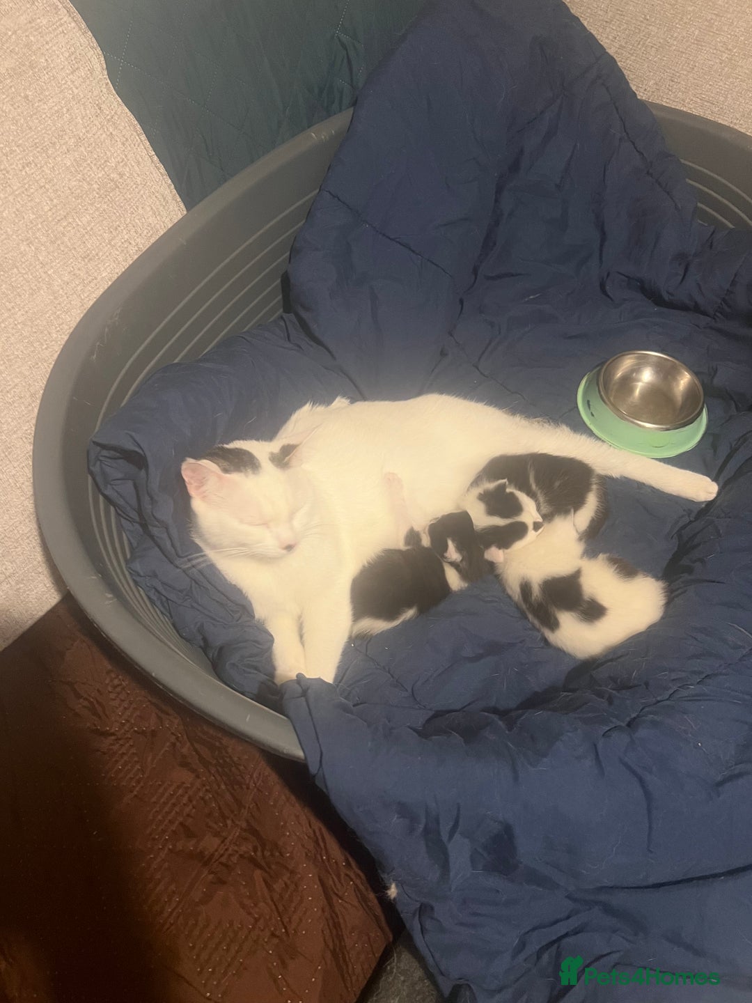 Mixed Breed cats for sale: Kittens in need of a loving forever home - Advert 1