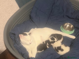 Mixed Breed cats Kittens in need of a loving forever home - Advert 1