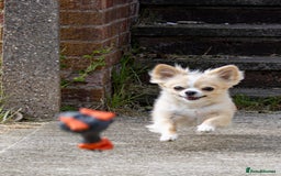 Chihuahua dogs for stud: Handsome Chihuahua for stud - Image 2