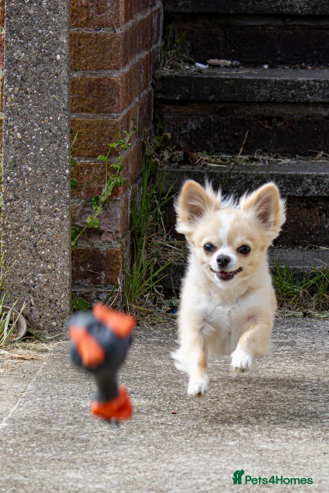 Chihuahua dogs for stud: Handsome Chihuahua for stud - Advert 2