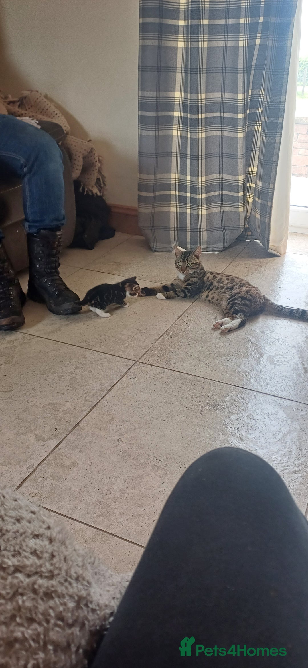 Mixed Breed cats for sale: Stunning kittens available  - Image 6