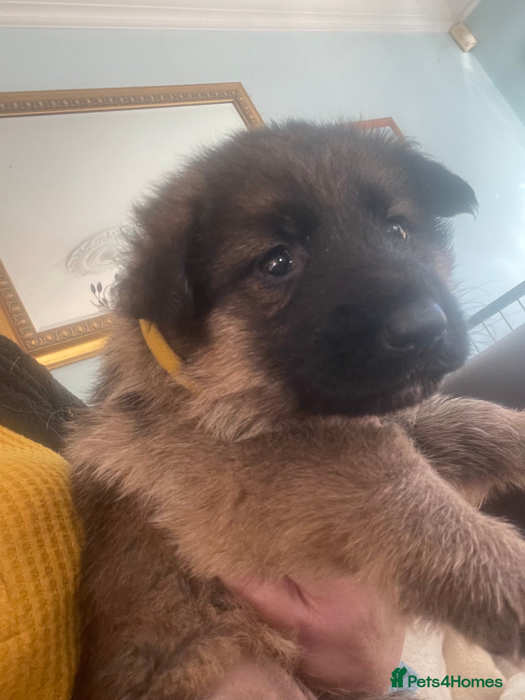 German Shepherd dogs for sale: German shepherd puppies - Stunning - Advert 7
