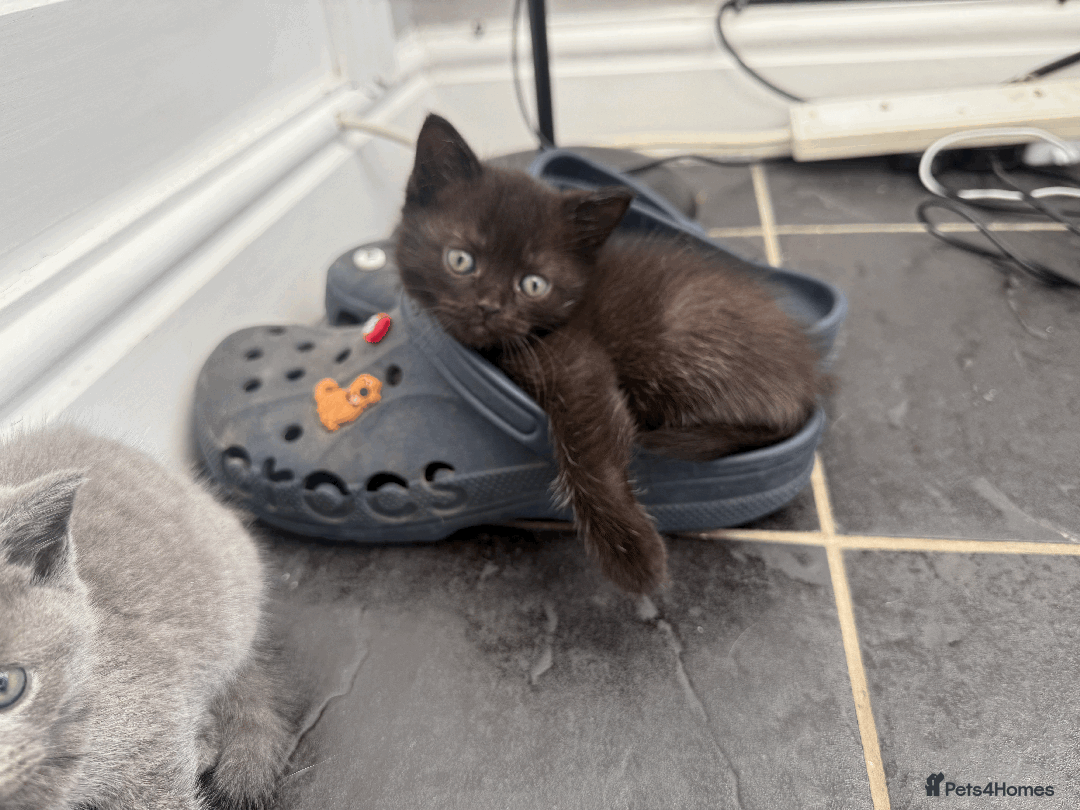 British Shorthair cats for sale: 4 british short Haired kittens for sale  - Image 13