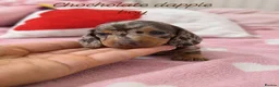 Miniature Dachshund dogs for sale: Stunning Dachshund Puppies❤️Reservations Now Open! - Advert 6