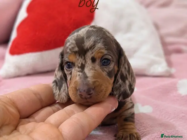 Miniature Dachshund dogs for sale: Extra minnie dachshunds❤️Reservations Now Open! - Advert 17