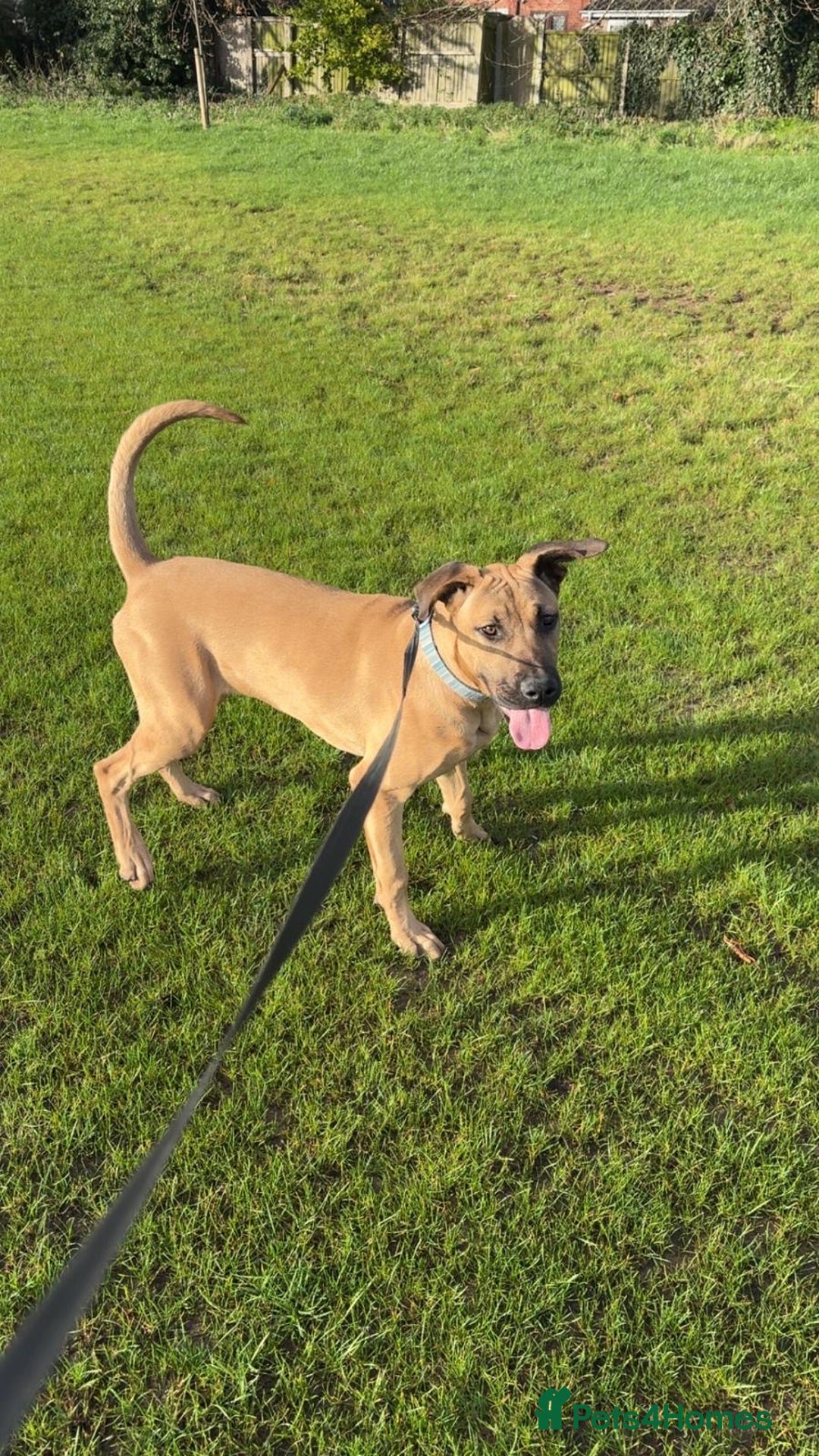 Mixed Breed dogs for sale: Gerrard - Doberman x Presa Canario - Advert 3