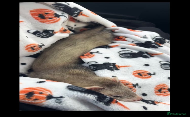 Ferret rodents - Advert 3