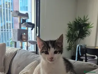 Mixed Breed cats Kitten - Advert 1