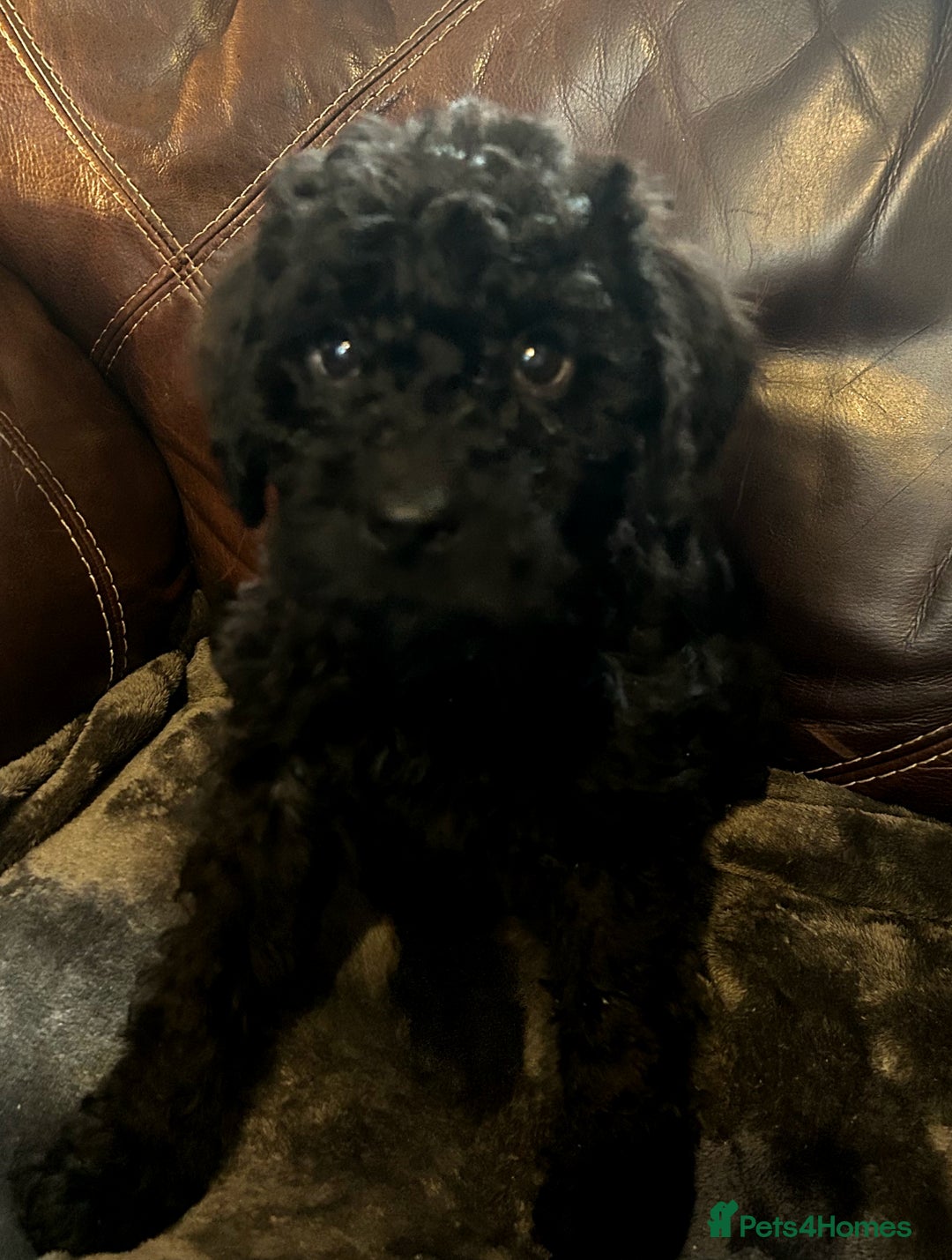 Labradoodle dogs for sale: stunning F2 labradoodle puppies... Available now - Advert 2