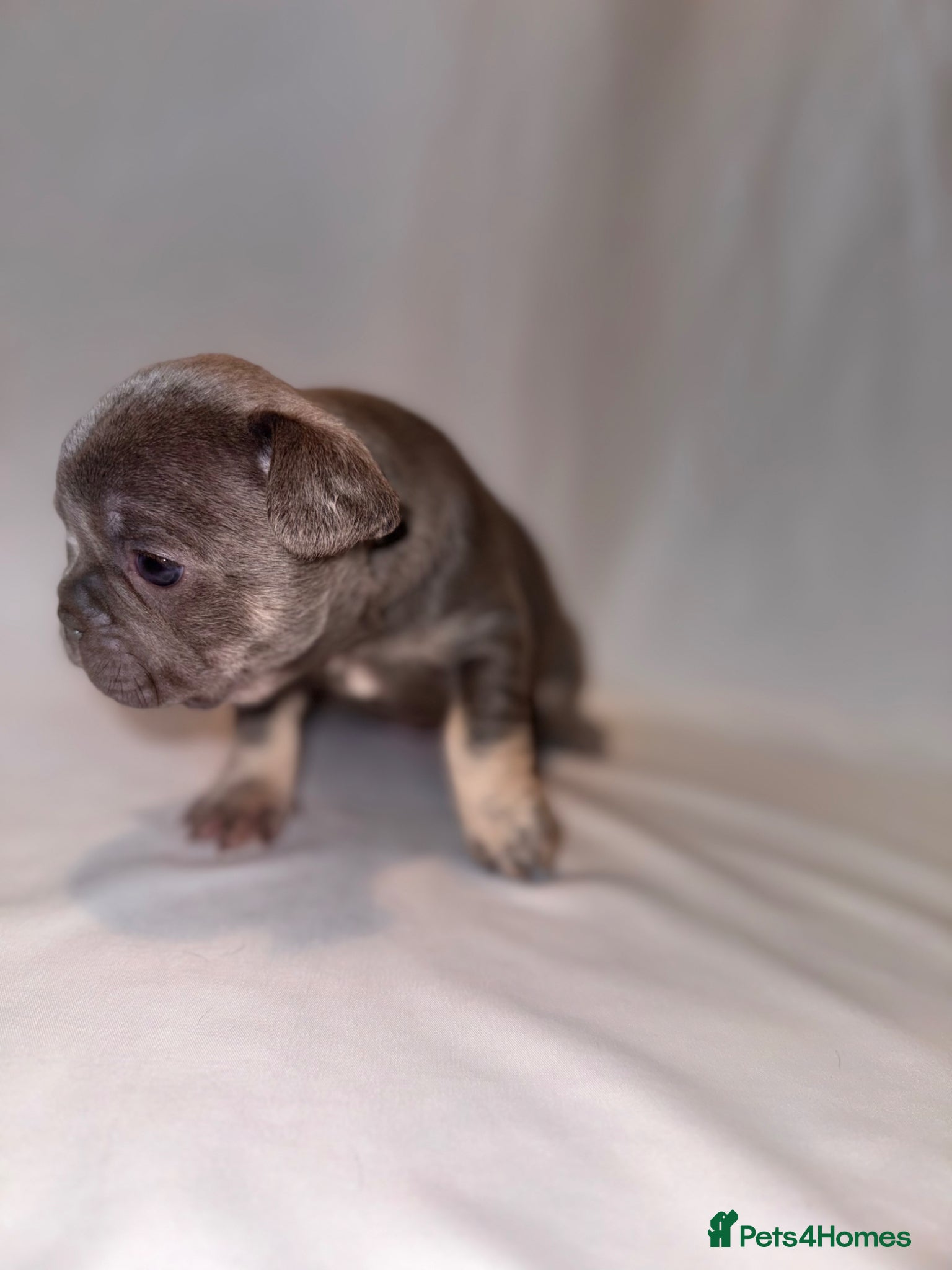 French Bulldog dogs for sale: Exceptional French Bulldog Puppies in Bristol - Advert 20
