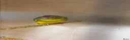 Parrots birds for sale: Proven Pair of Kakarikis  in York - Advert 2