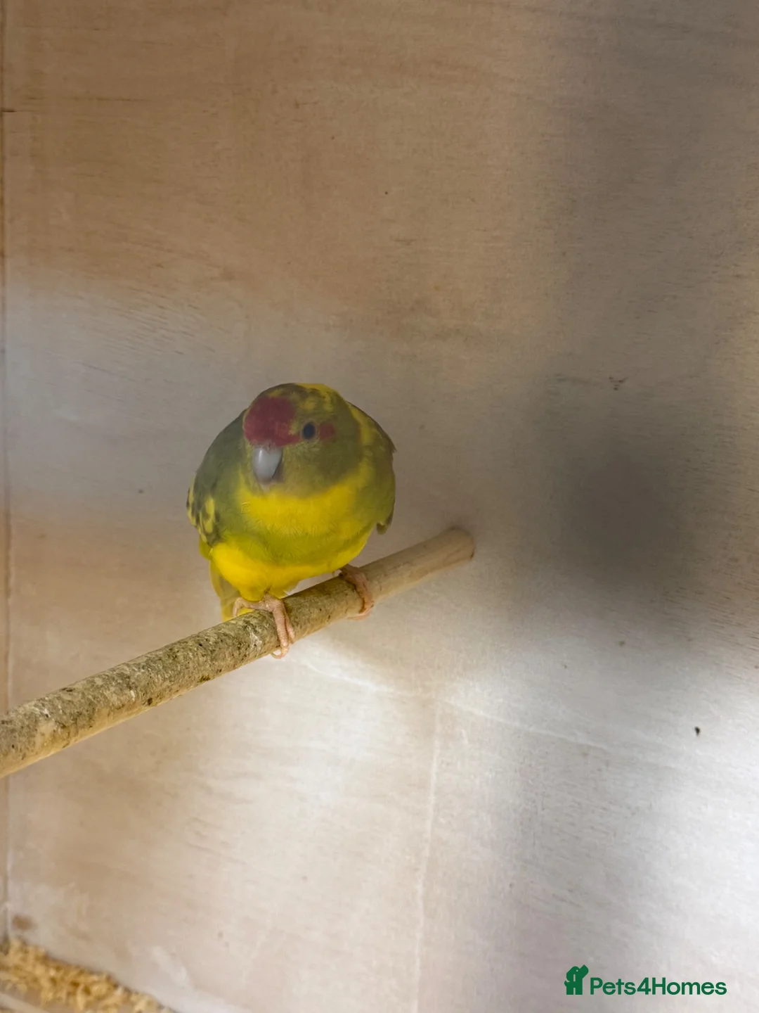 Parrots birds for sale: Proven Pair of Kakarikis  in York - Advert 2