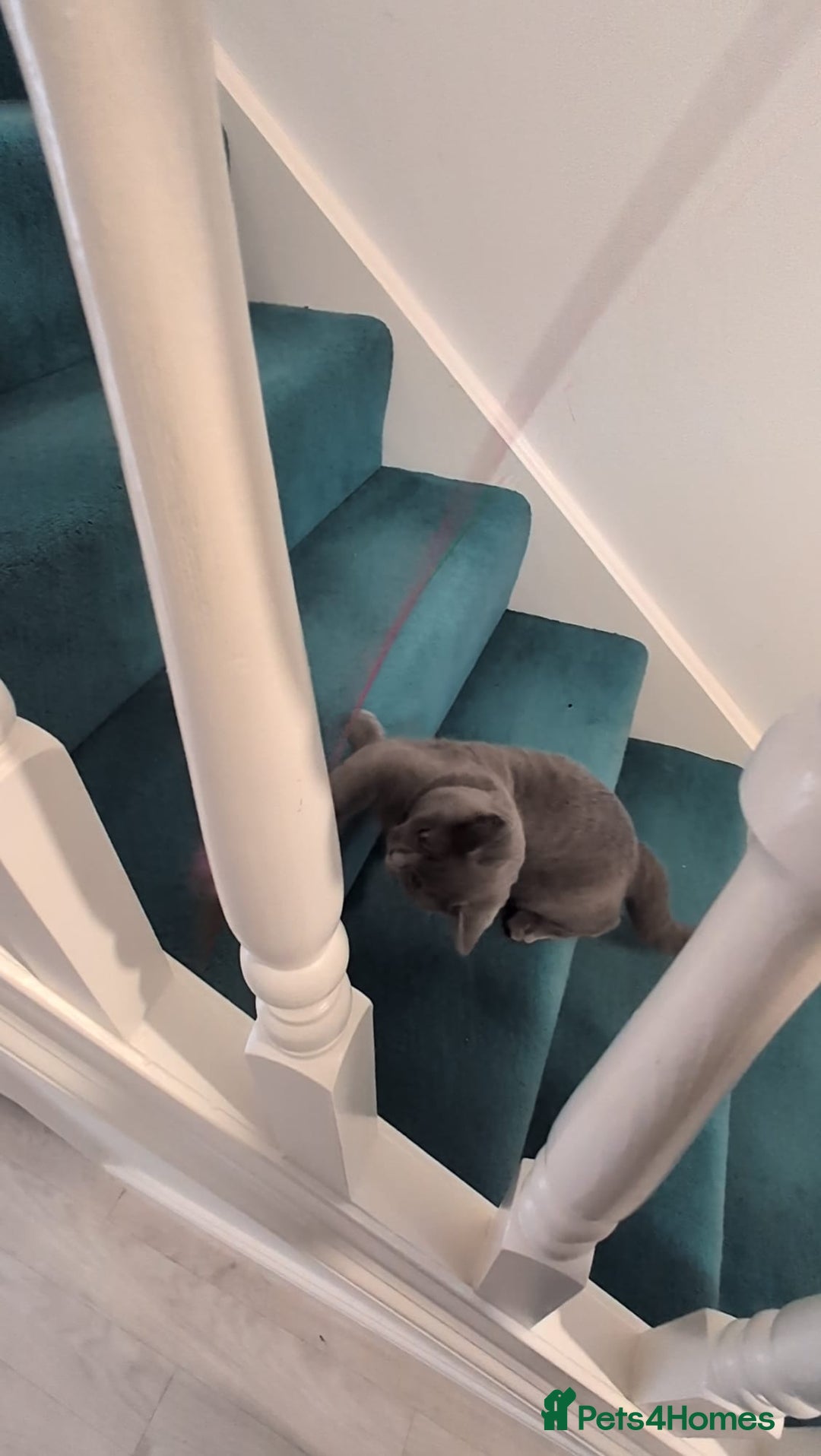 Domestic Shorthair cats for sale: 3 boys, 1 girl kittens  - Image 8