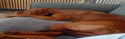 Mixed Breed dogs for sale: 1 year old dogue de bordeaux/neapolitan girl in Croydon - Advert 2