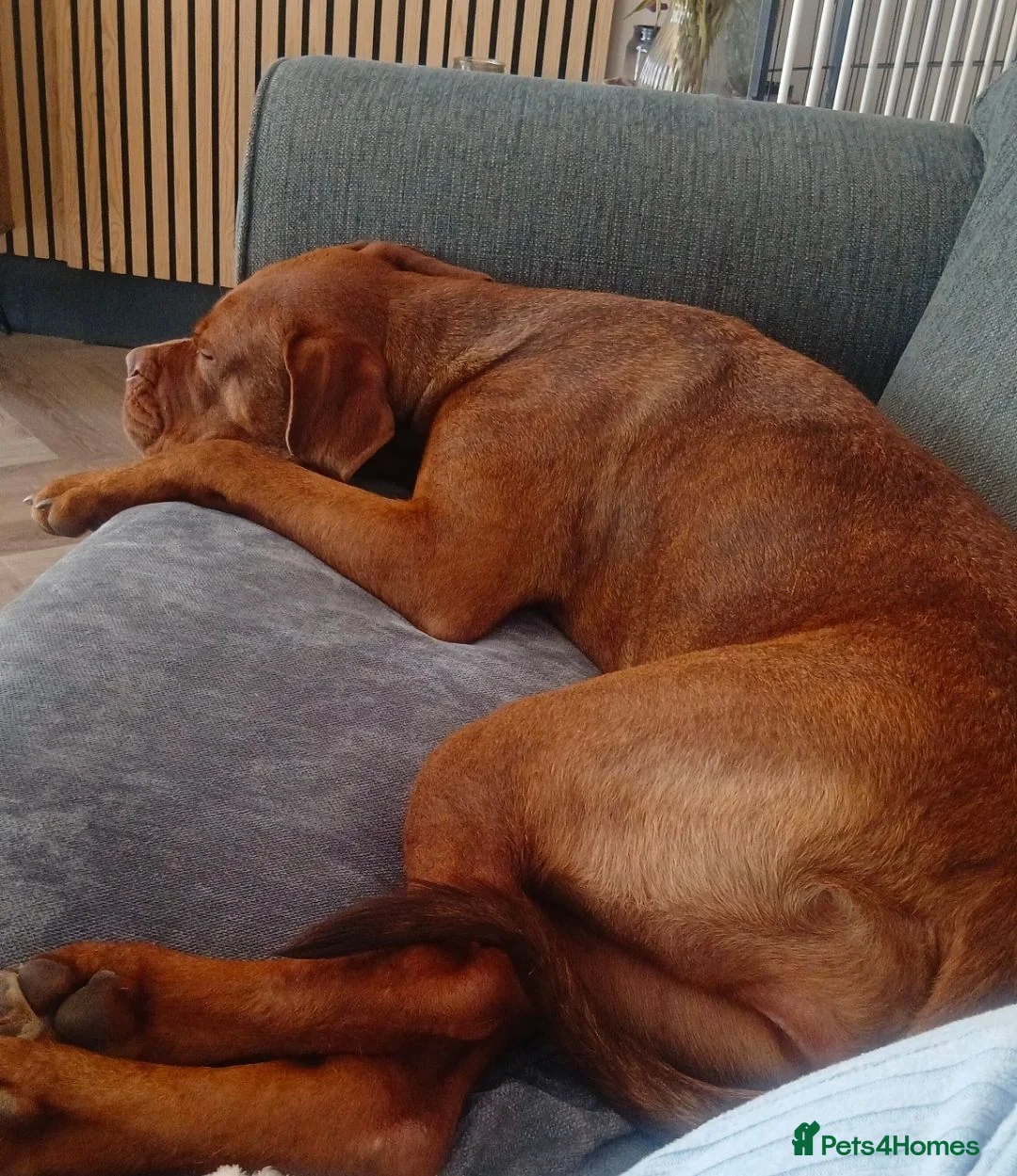 Mixed Breed dogs for sale: 1 year old dogue de bordeaux/neapolitan girl in Croydon - Advert 2