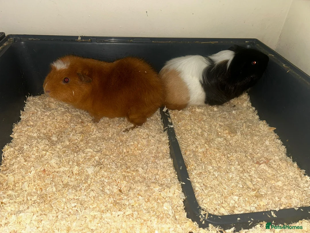 Guinea Pig rodents for sale: 2 brother Guinea Pigs for Sale in London - Advert 1