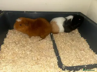 Guinea Pig rodents 2 brother Guinea Pigs for Sale - Advert 1