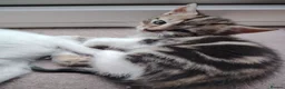 Mixed Breed cats for sale: Beautiful kittens for sale  - Advert 7