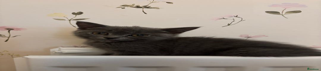 British Shorthair Kitten 2
