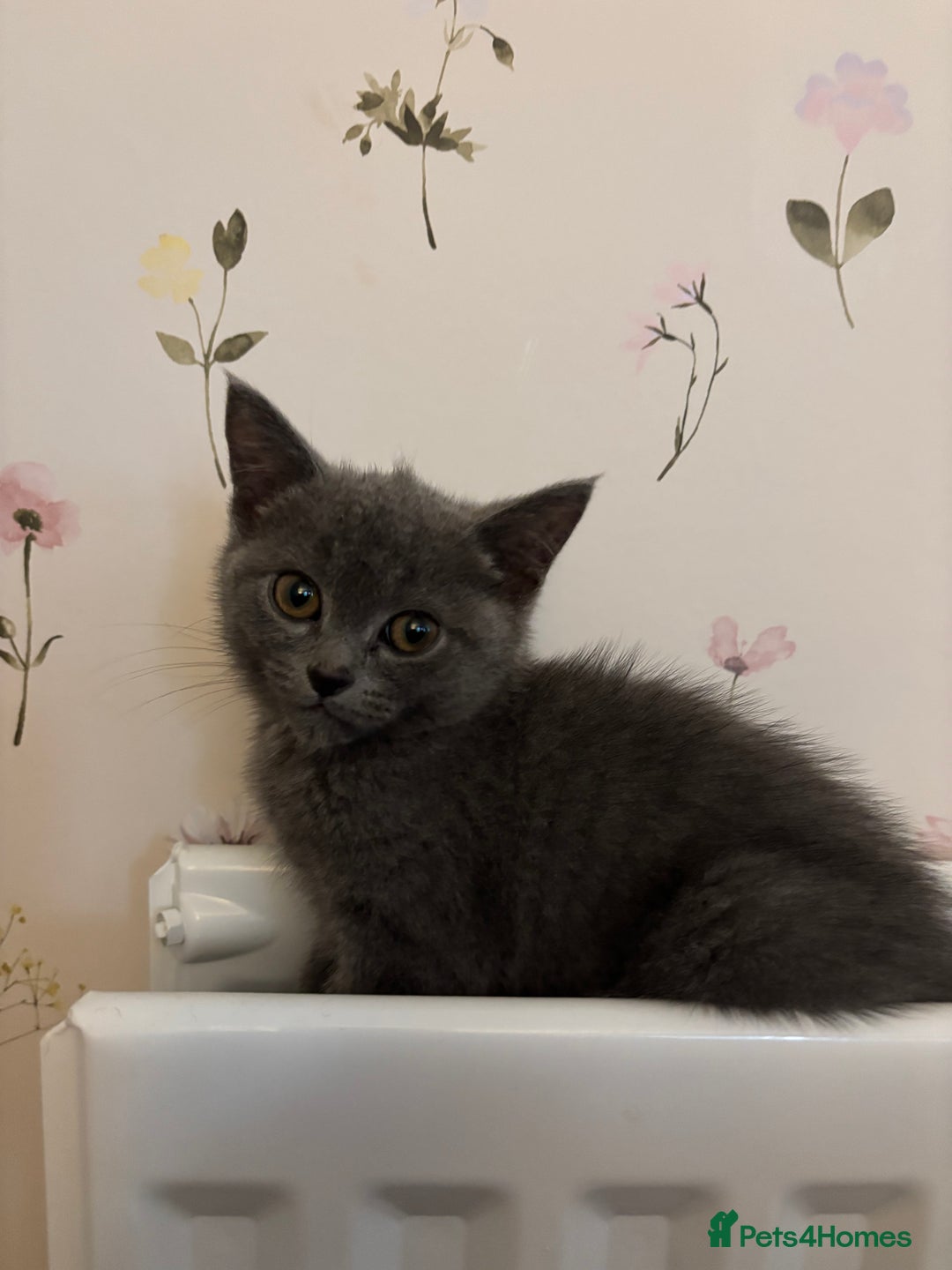 British Shorthair cats for sale: Two grey kittens - Image 2