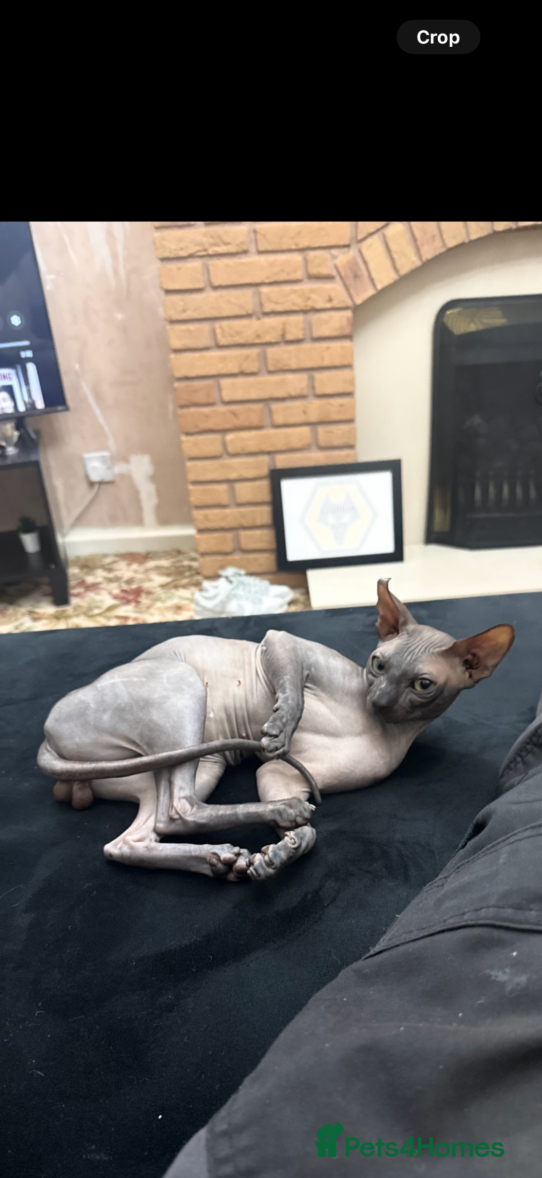 Sphynx cats for sale: Beautiful male sphynx - Image 2
