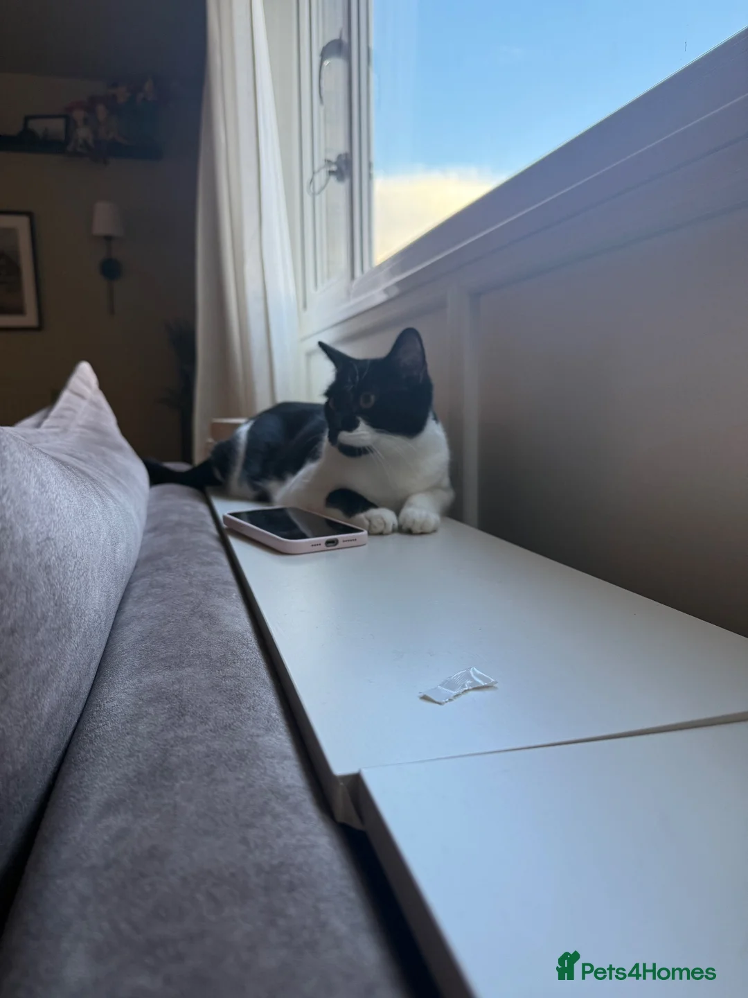 British Shorthair cats for sale: Black and white short haired cat in Bracknell - Advert 2
