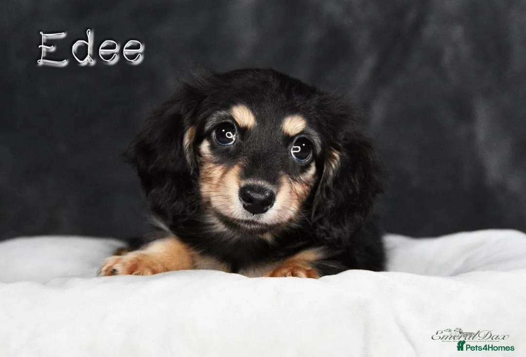 Miniature Dachshund dogs for stud: Clear Cream Stud in Rochford - Advert 11