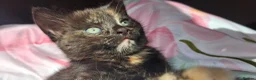 Mixed Breed cats for sale: Adorable kittens looking for loving homes - Advert 18