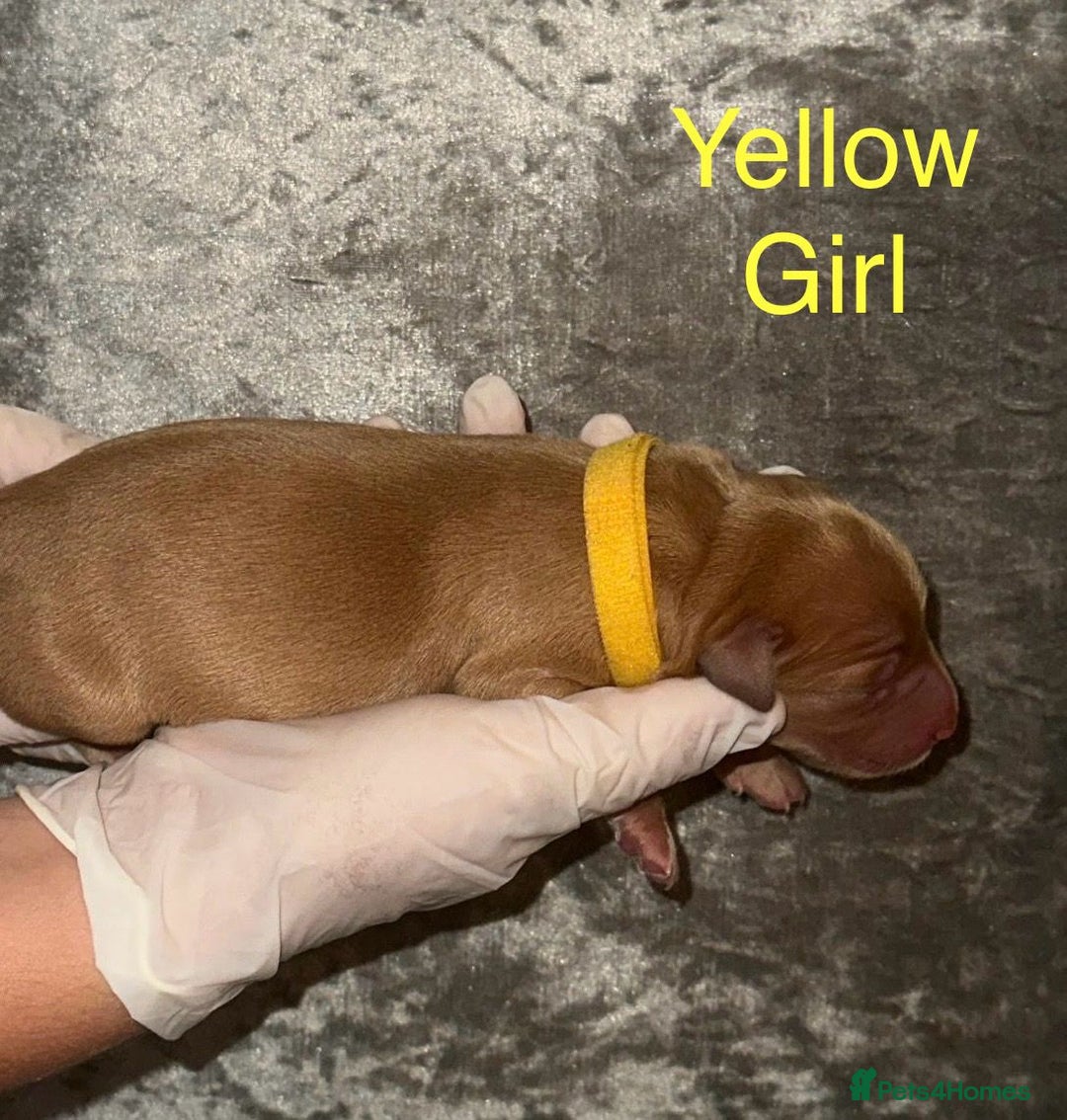 Labrador Retriever dogs for sale: Stunning Labrador Puppy's ( 4 girls, 3 boys ) - Image 8