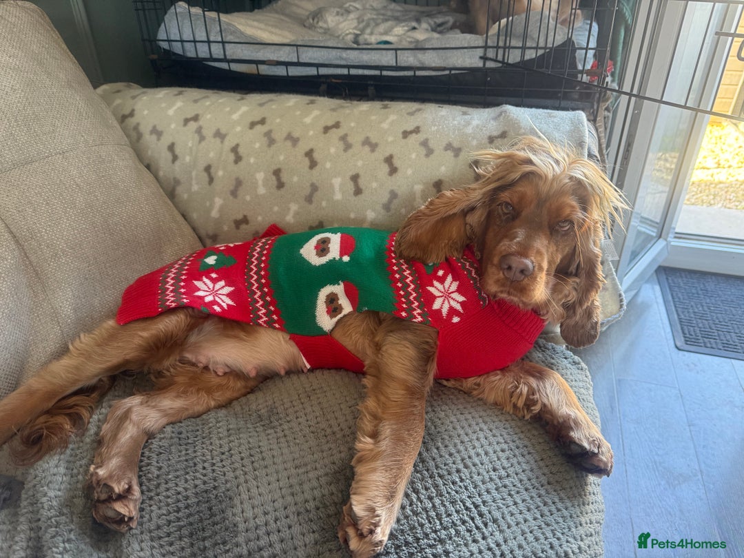 Cocker Spaniel dogs for sale: KC Reg Show Cocker Spaniel Puppies  - Advert 10