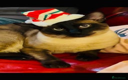 Siamese cats for stud: Seal Point Siamese Boy STUD - Image 5