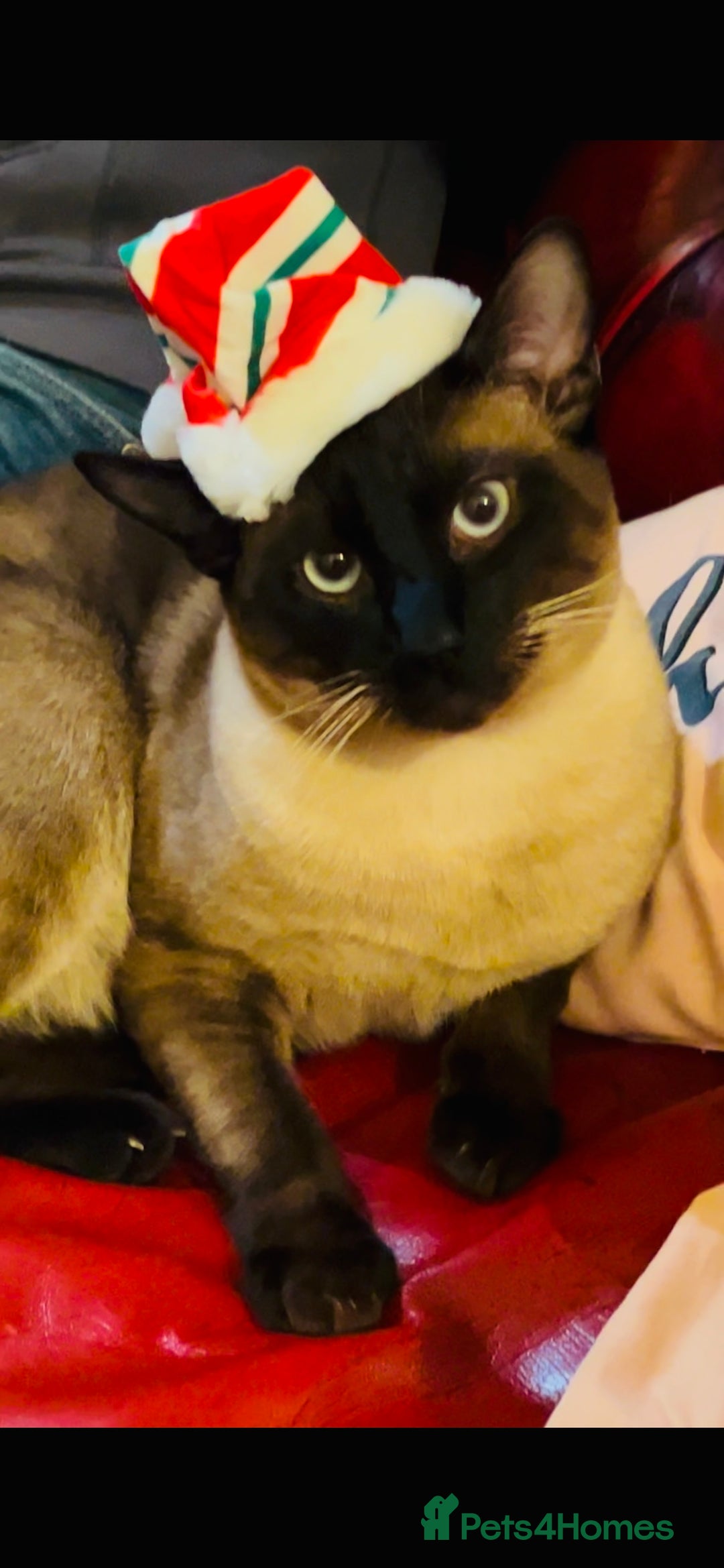 Siamese cats for stud: Seal Point Siamese Boy STUD - Image 5