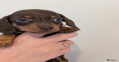 Miniature Dachshund dogs - Advert 10