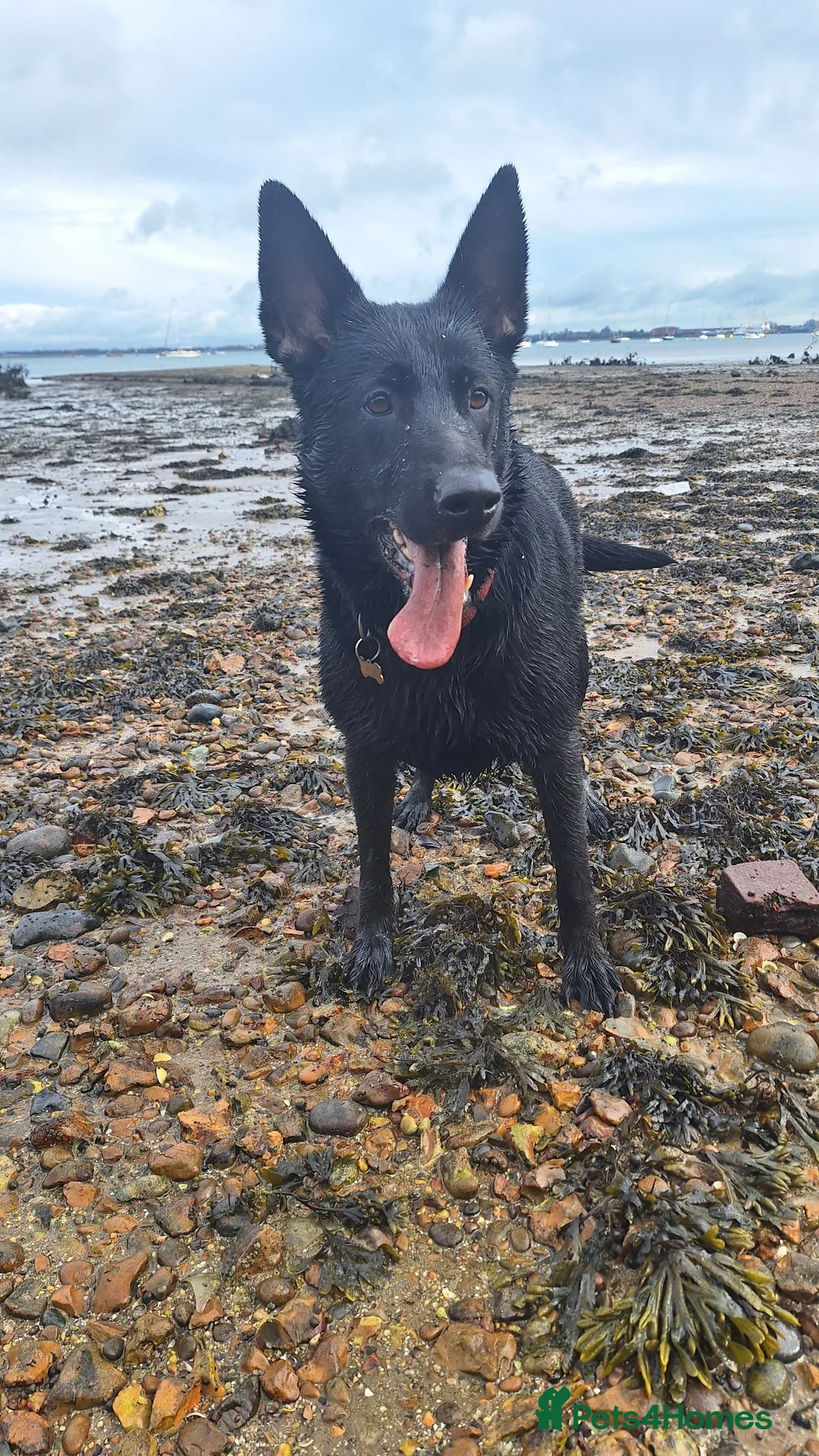 Belgian Shepherd Dog dogs for sale: Luna Belgian mali looking for forever home  - Advert 2