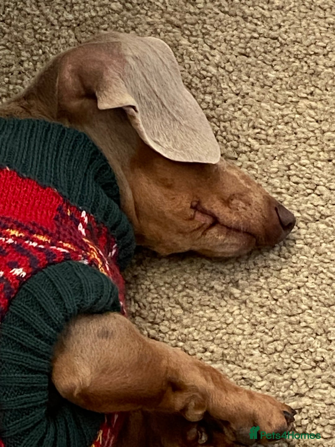 Miniature Dachshund dogs for sale: Miniature Dachsund Smooth Hair - Advert 11