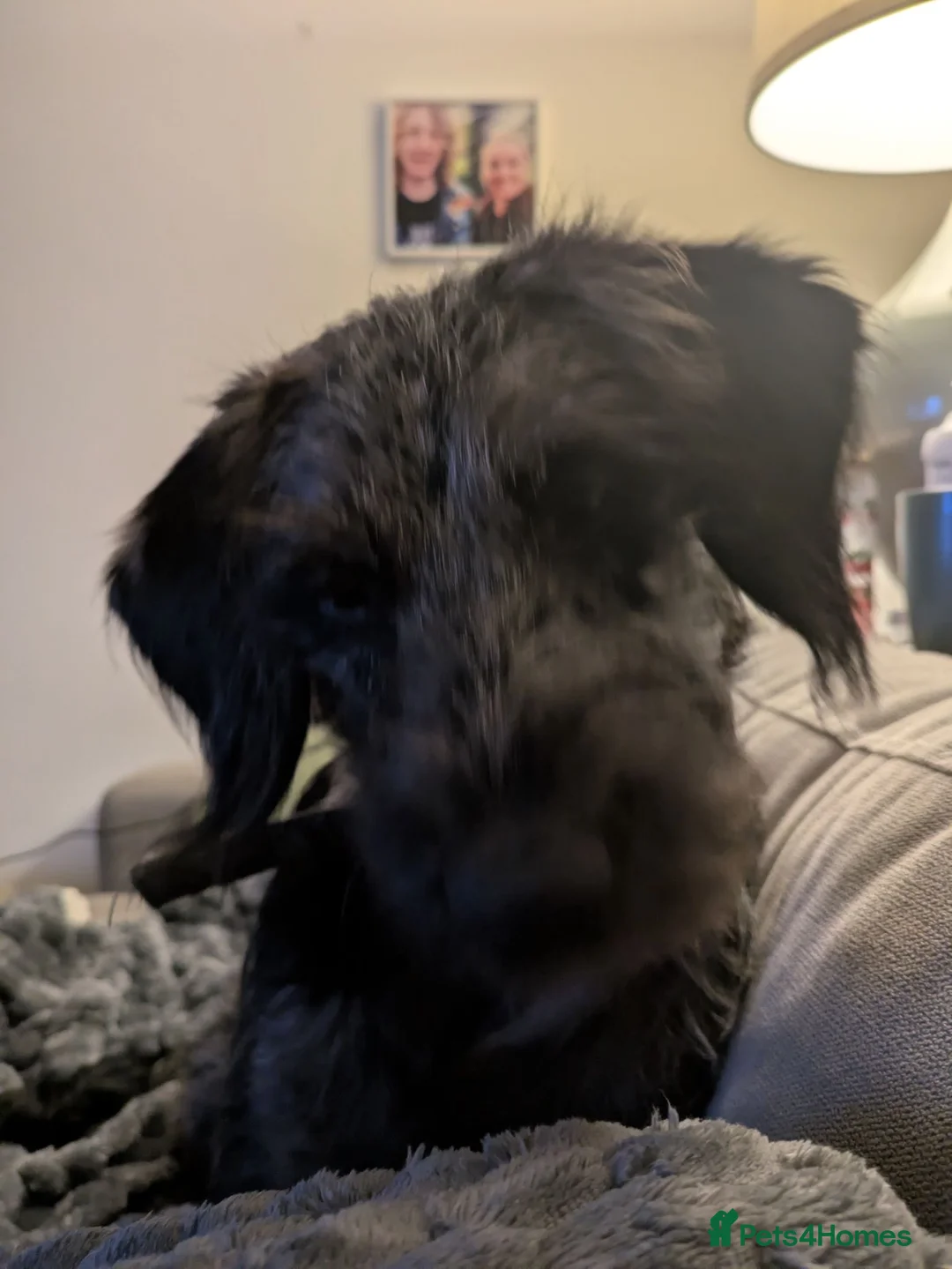 Labradoodle dogs for sale: Fully male merle labradoodle - Advert 2