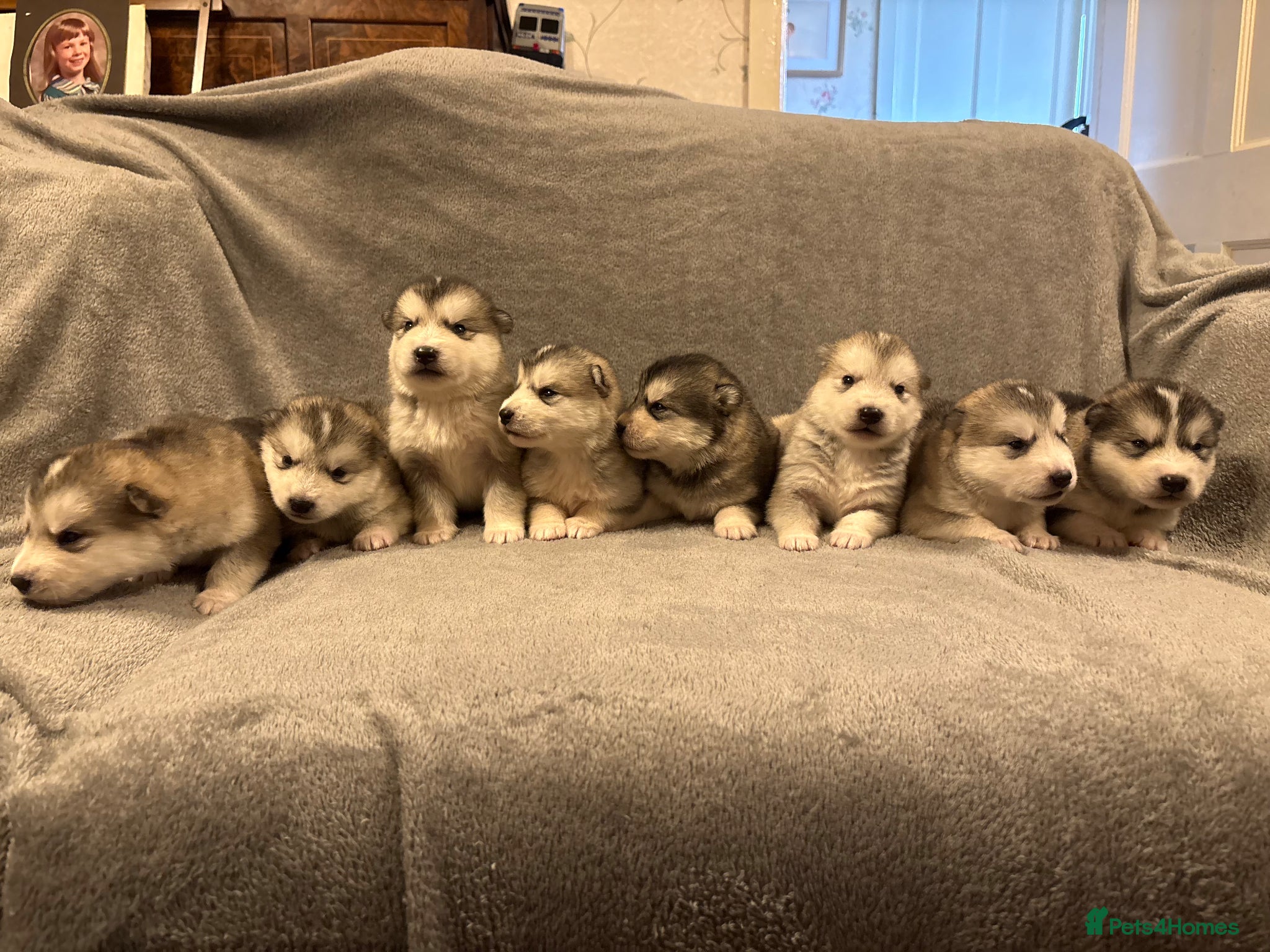 Alaskan Malamute dogs for sale: K.C Registered Quality Alaskan Malamute Puppies - Advert 3