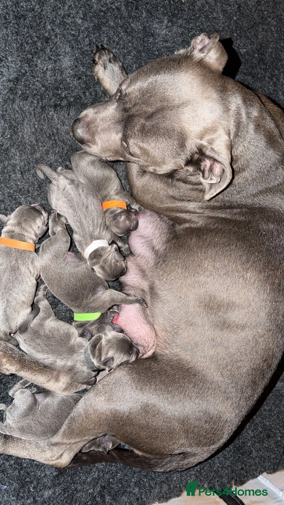Staffordshire Bull Terrier dogs for sale: Kc health clear - Advert 22