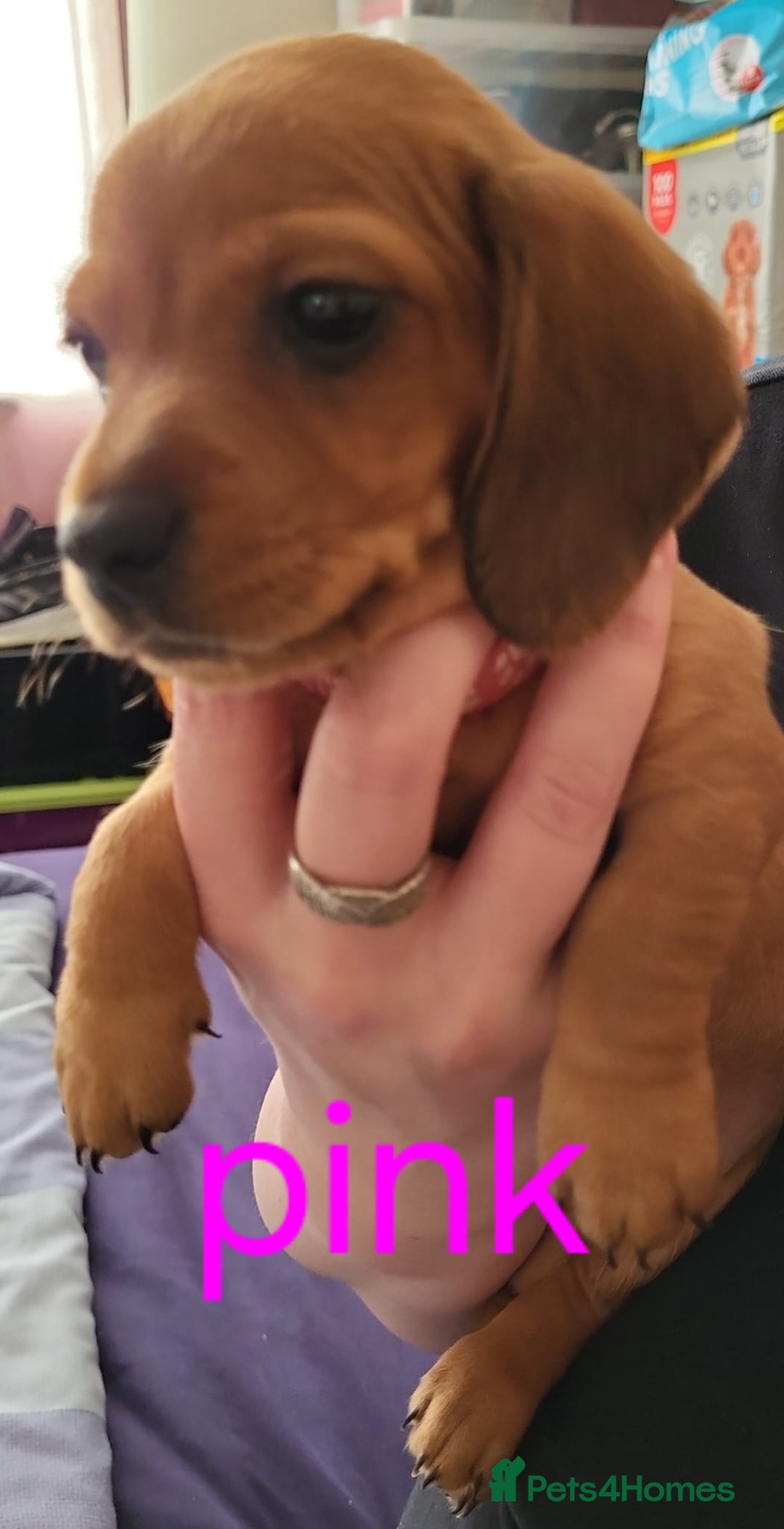 Dachshund dogs for sale: Smooth Haired Dachshund puppies - Advert 35