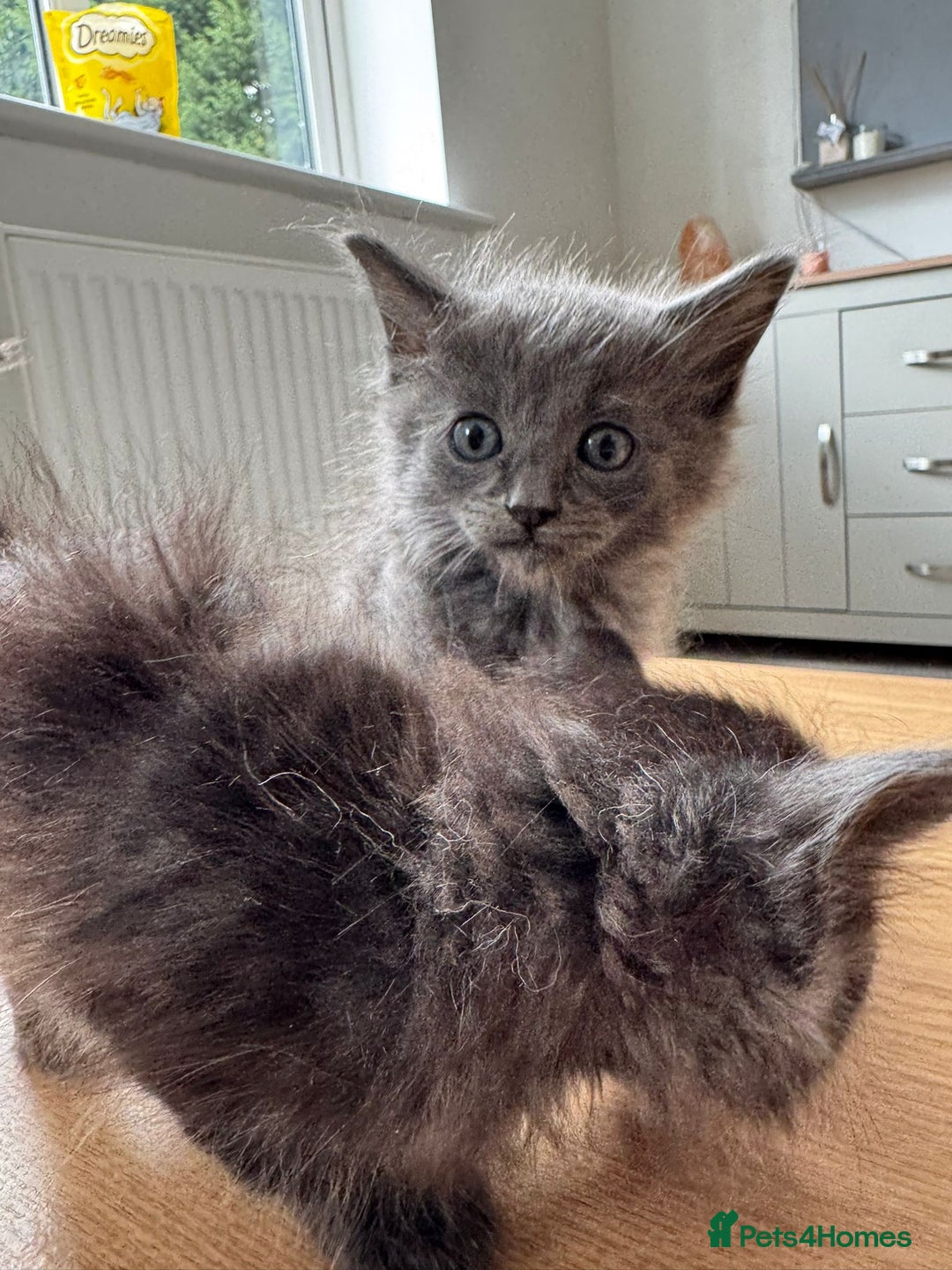 Maine Coon cats for sale: Maine Coon X Ragdoll Kittens 🐱 - Image 9