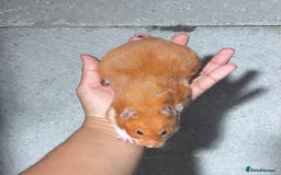 Hamster rodents for sale: OLDER STUNNING TAME PEDIGREE HAMSTERS - Image 3
