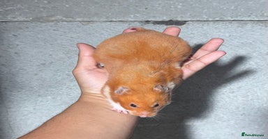 Hamster rodents - Advert 3
