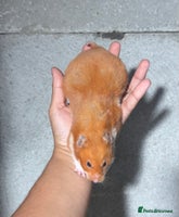 Hamster rodents - Advert 14
