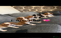 Cavalier King Charles Spaniel dogs for stud: Kc dna clear cavalier boy for stud  in Huddersfield - Image 14