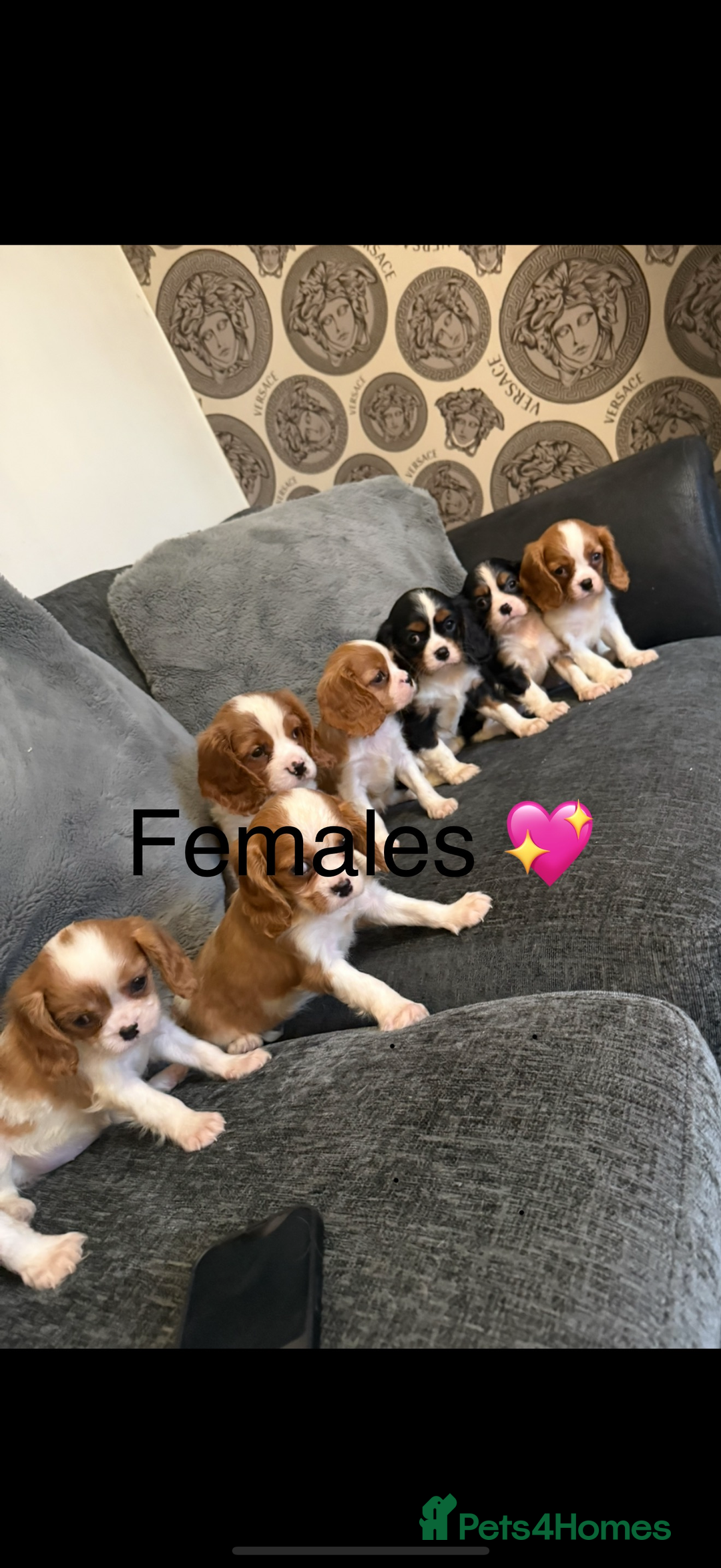 Cavalier King Charles Spaniel dogs for stud: Kc dna clear cavalier boy for stud  in Huddersfield - Image 14